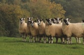 Mule sheep credit British Wool Marketing Board.jpg